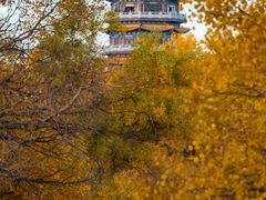 -金塔沙漠胡杨林景区