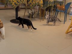 -平行世界·猫咖(首经贸店)