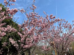 -顾村公园