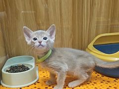 -欣宠猫屋·矮脚拿破仑·蓝金金渐层