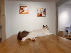-有喵·猫咖·狗咖·30几只猫10只小狗(岗厦店)