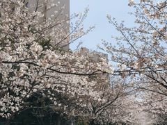 -高东镇樱花园