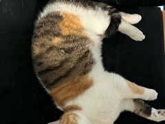 -comecome来吧宠物(奥克斯中心店)