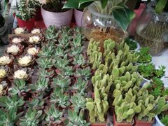 -秦美花卉(天朗·莱茵小城2期店)