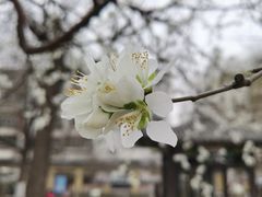 -桃花堤公园