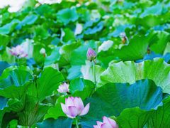 -泗洪洪泽湖湿地景区