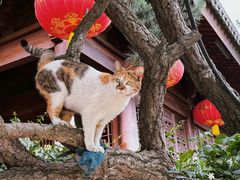 -龙华寺