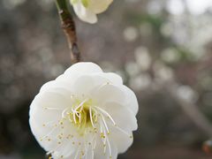 -杭州植物园
