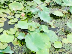 -素心小筑(后沙裕镇店)
