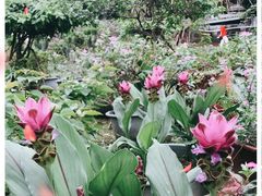 -松山湖梦幻百花洲