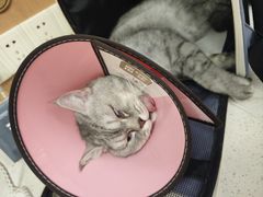 -联合动物医院(光谷诊疗中心)