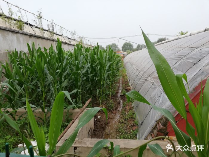 上庄蘑菇园图片 - 第13张