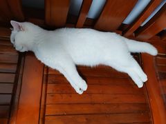 -欣宠猫屋·矮脚拿破仑·蓝金金渐层