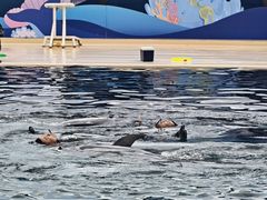 -秦皇岛乐岛海洋王国