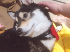 -逗柴咖啡屋·狗咖猫咖宠物桌游