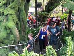 -奥兰多迪士尼动物王国乐园