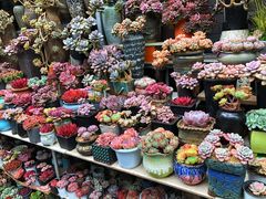 -青石桥花鸟鱼虫市场(叠翠城店)