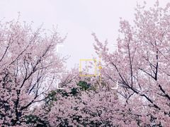 -顾村公园