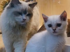 -momokira米努特·德文卷毛猫·棉花面纱犬
