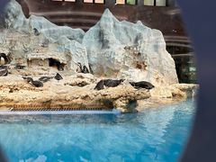 -帝企鹅自助餐厅•儿童岛•真企鹅(长隆企鹅酒店)