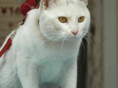 -溪岸路花鸟市场