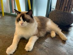 -喵屿·大理花园猫咖