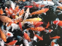 -南宫五洲植物乐园