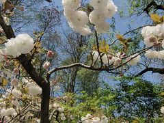 -上海共青森林公园