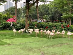 -广州长隆飞鸟乐园