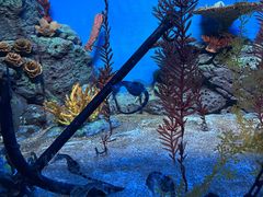 -上海海洋水族馆