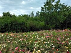 -大兴滨河森林公园