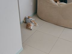 -怪兽屋·羊驼·猫咖·狗咖(俊华广场店)