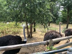 -大连森林动物园