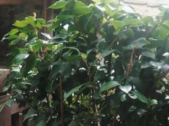 -日月光中心广场