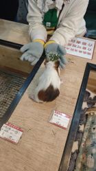 -神奇动物撸宠馆·羊驼·小浣熊·异宠(豫园店)