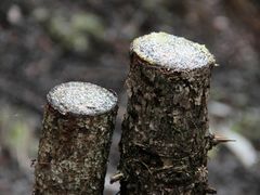 -硗碛藏寨·神木垒景区