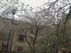 -武汉大学-樱园