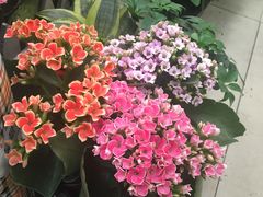 -北国之春国宴(乌兰察布店)