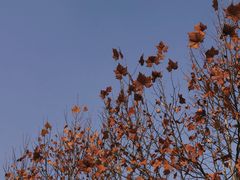 -洋湖国家湿地公园