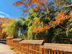 -上海共青森林公园