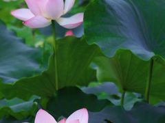 -白鹭湾湿地公园