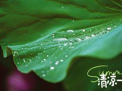 -莲湖公园