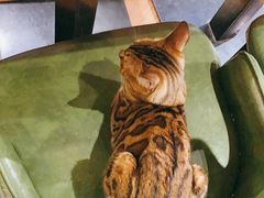 -猫小院猫主题餐厅(三里屯店)