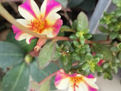 -金科花卉市场