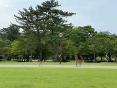 -奈良公园