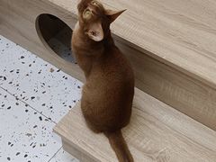 -Umiao与猫咖啡 猫咖