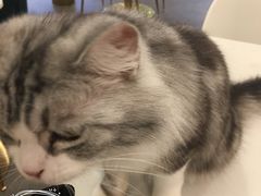 -飞行喵MR PILOT|猫舍·猫咖(静安大融城店)