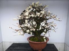 -香雪海