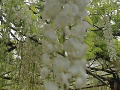 -嘉定紫藤园