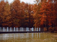 -上海海湾国家森林公园